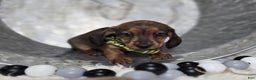 Miniature Dachshund dogs for sale: Kody - Ad 4