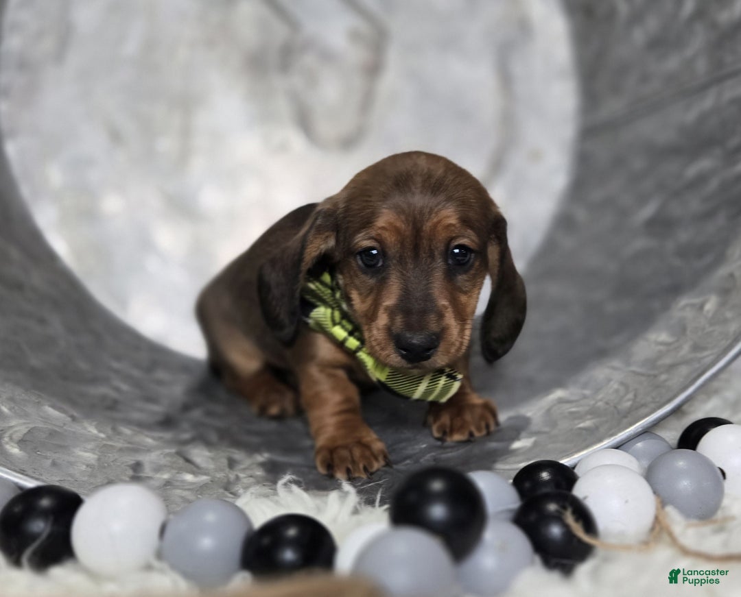 Miniature Dachshund dogs for sale: Kody - Ad 4