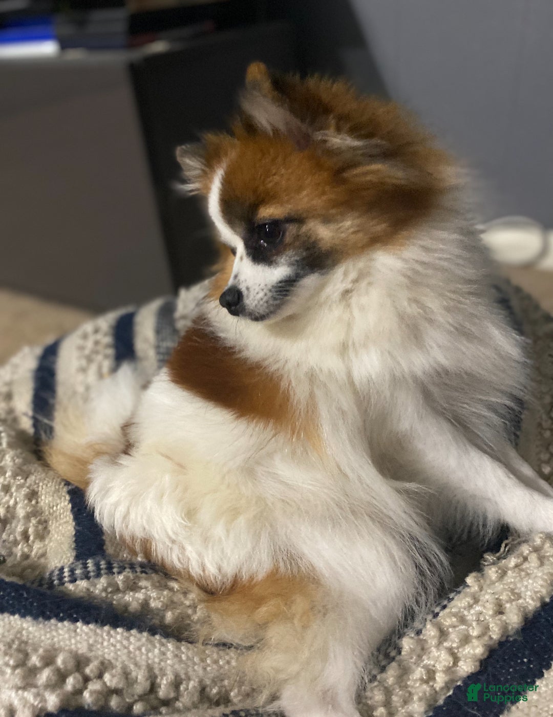 Pomeranian dogs for sale: Pomeranian Puppy 2 - Ad 7