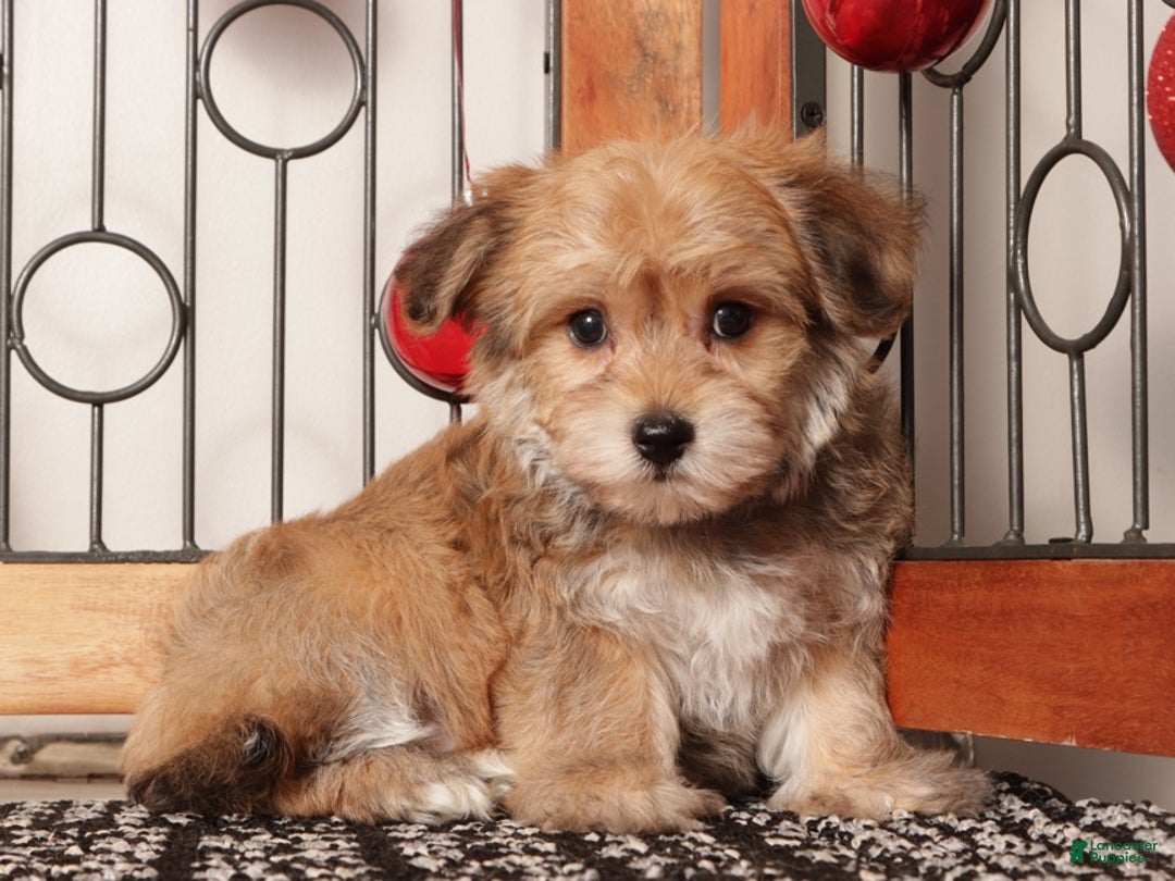 Yochon dogs for sale: Josie - Ad 3