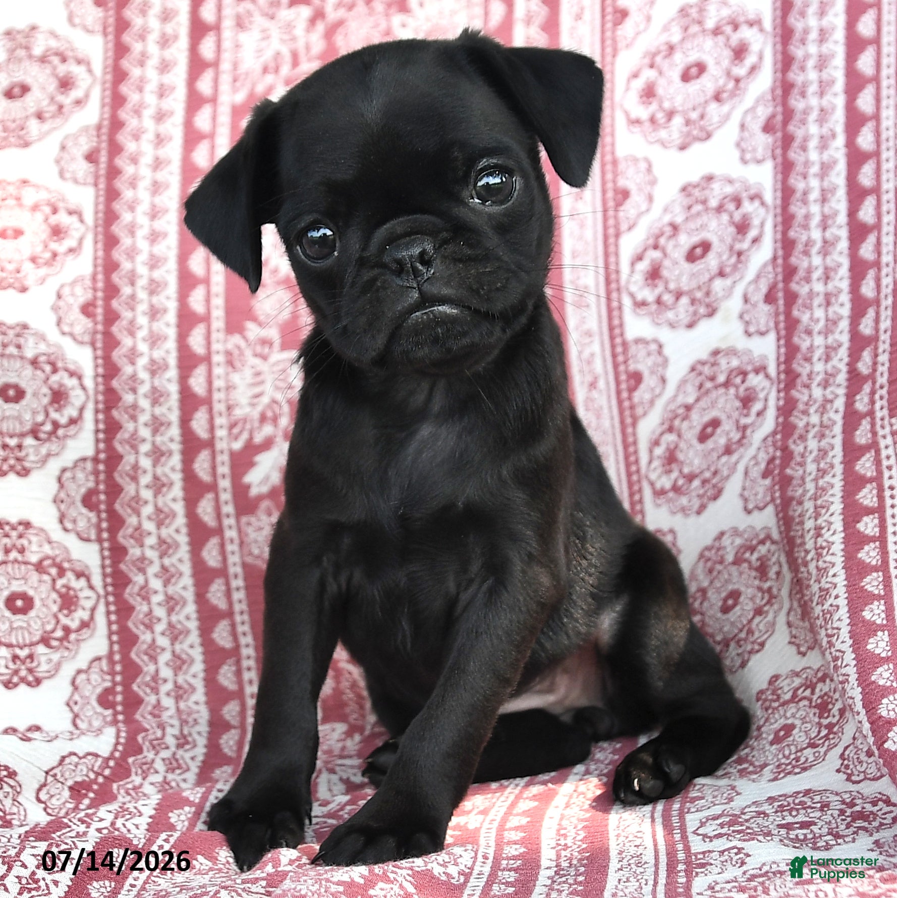 Pug dogs Mazie - Ad 2