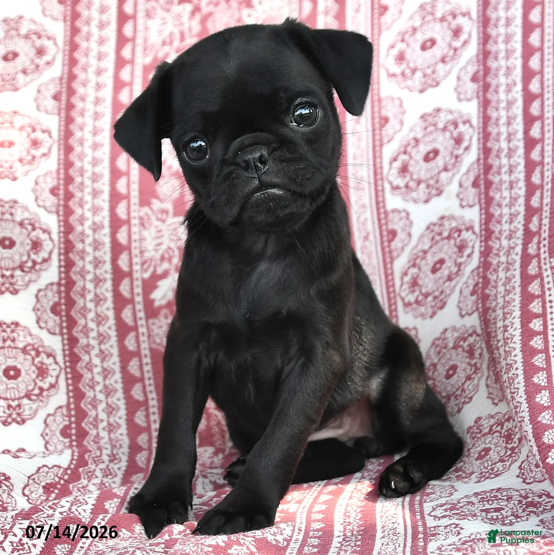 Pug dogs for sale: Mazie - Ad 2