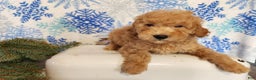 Mini Goldendoodle dogs for sale: Indy - Ad 16