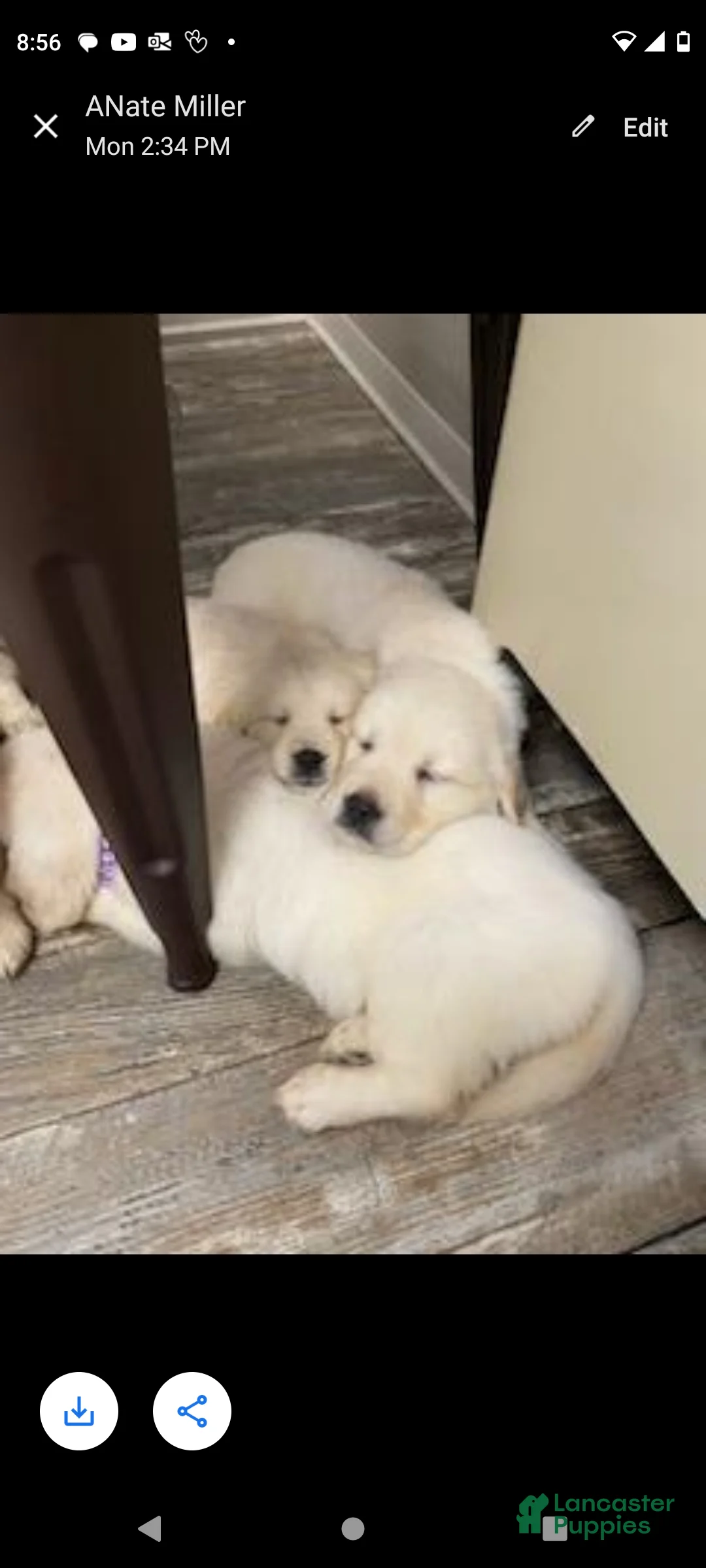 Golden Retriever dogs for sale: Golden Retriever Puppy 7 - Ad 1