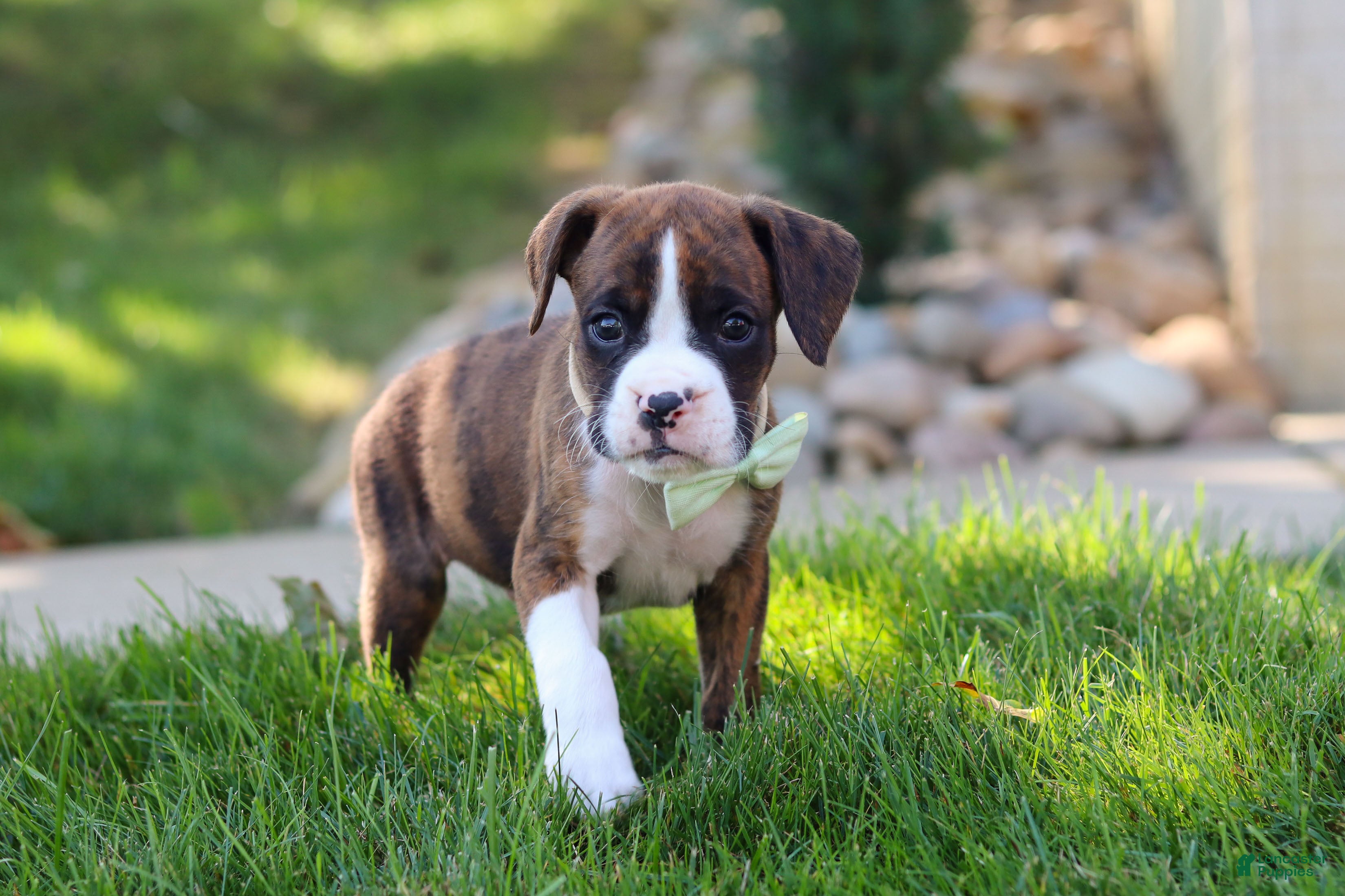 Boxer dogs Leo - Ad 2