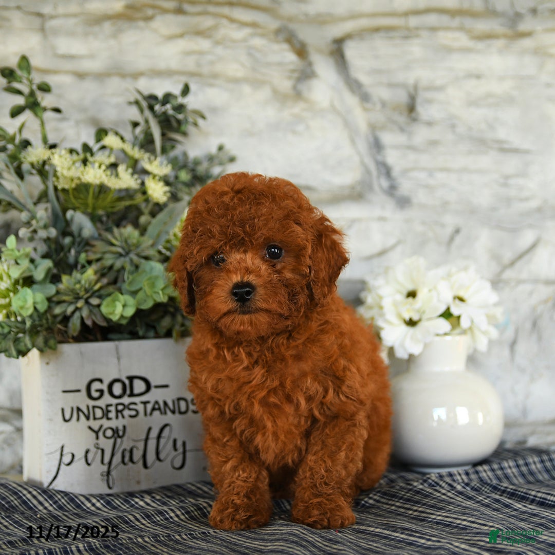 Miniature Poodle dogs for sale: Odyssey - Ad 2