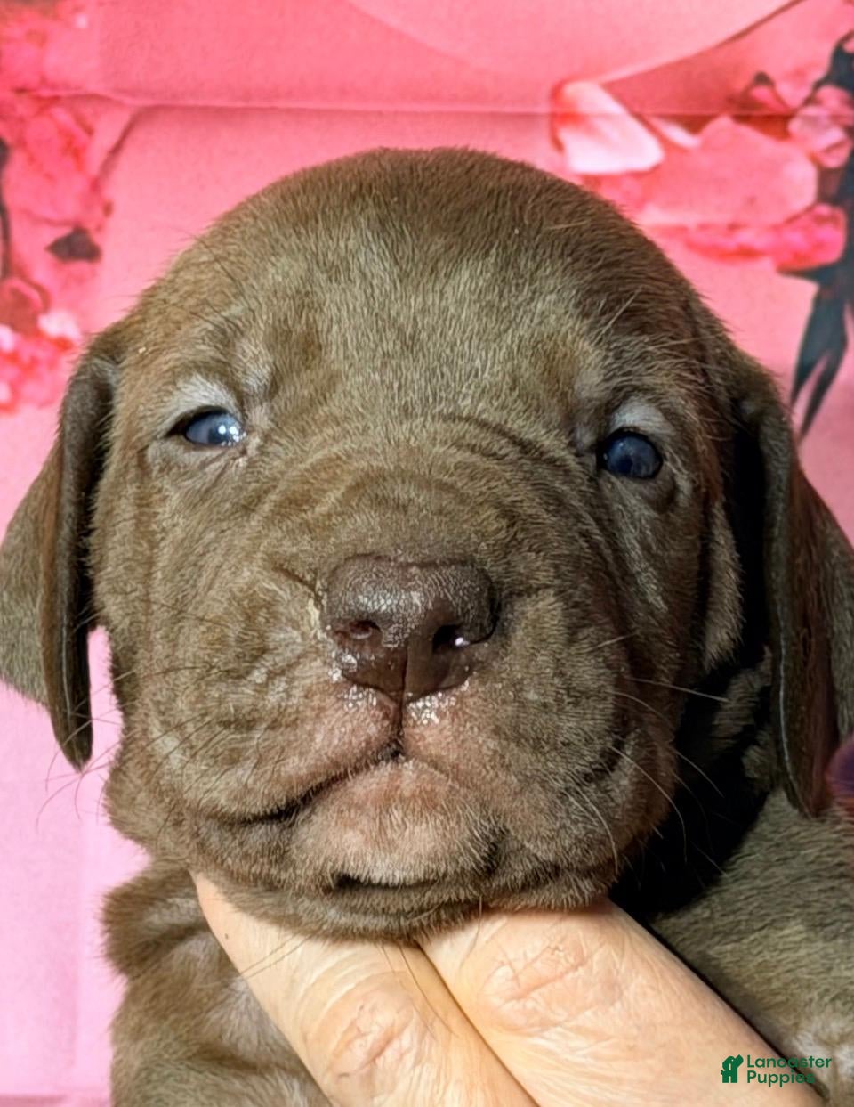 Great Dane dogs Grace - Chocolate - Ad 24