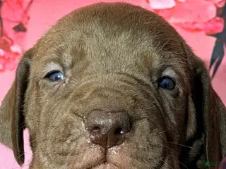 Great Dane dogs Grace - Chocolate - Ad 24