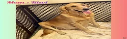 Golden Retriever dogs for sale: Kit - Ad 7