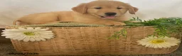 Golden Retriever dogs for sale: Jimmy - Ad 5