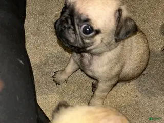 Pug dogs Pug Puppy 4 - Ad 31
