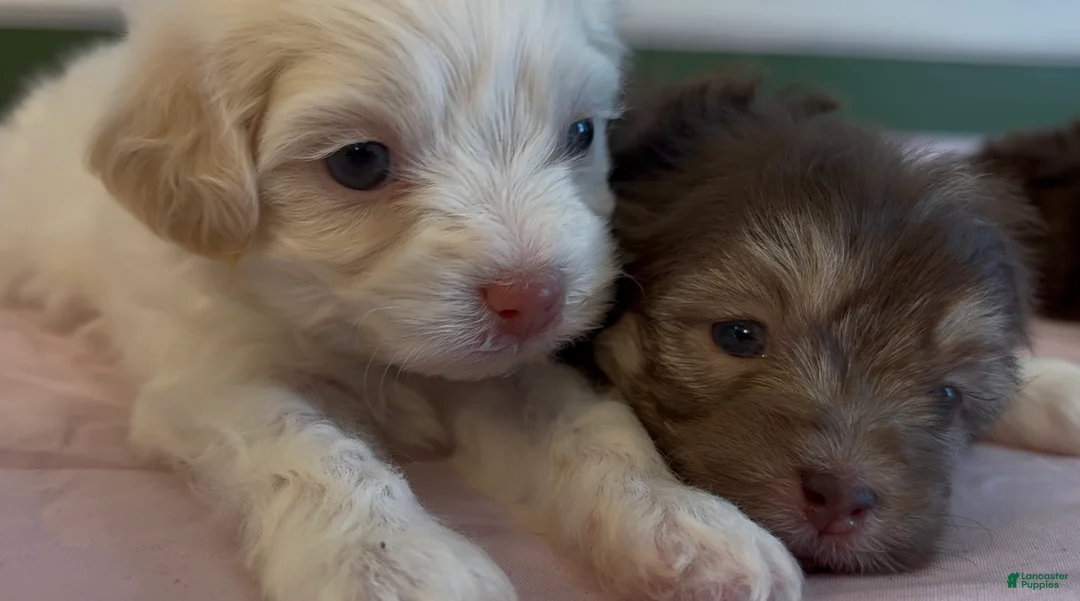 Shorkie dogs for sale: Shorkie Puppy 1 - Ad 5