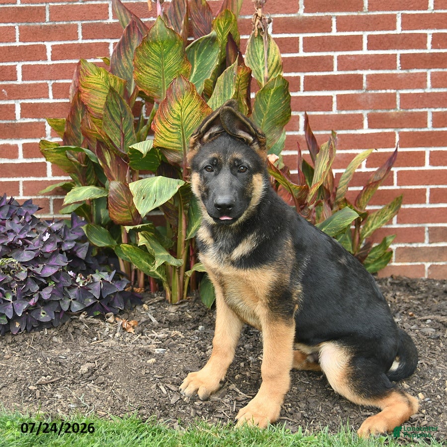 German Shepherd dogs for sale: Paddington - Ad 1