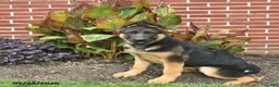 German Shepherd dogs for sale: Paddington - Ad 1