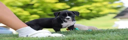 Boxer dogs for sale: Lucy - Ad 9