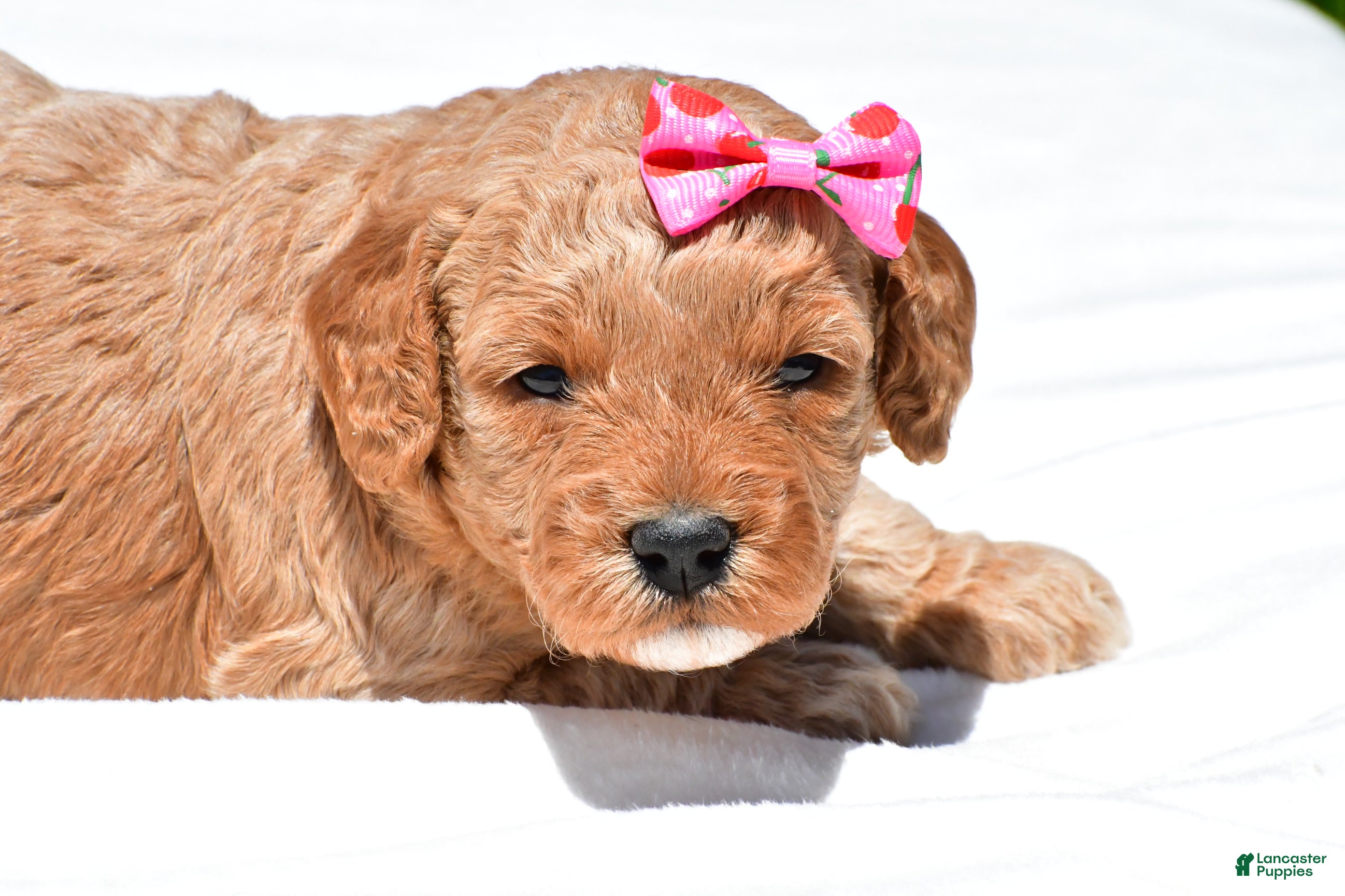 Mini Goldendoodle dogs Natalie - Ad 1