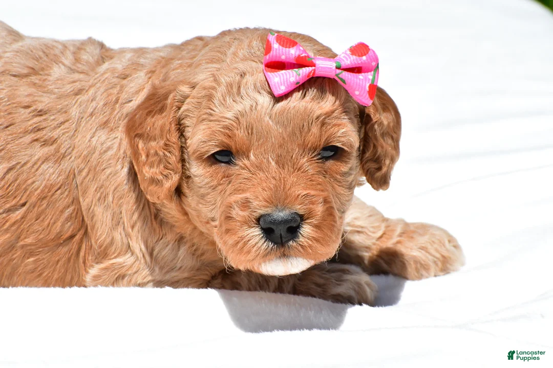 Mini Goldendoodle dogs for sale: Natalie - Ad 1