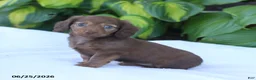 Miniature Dachshund dogs for sale: Tina - Ad 1