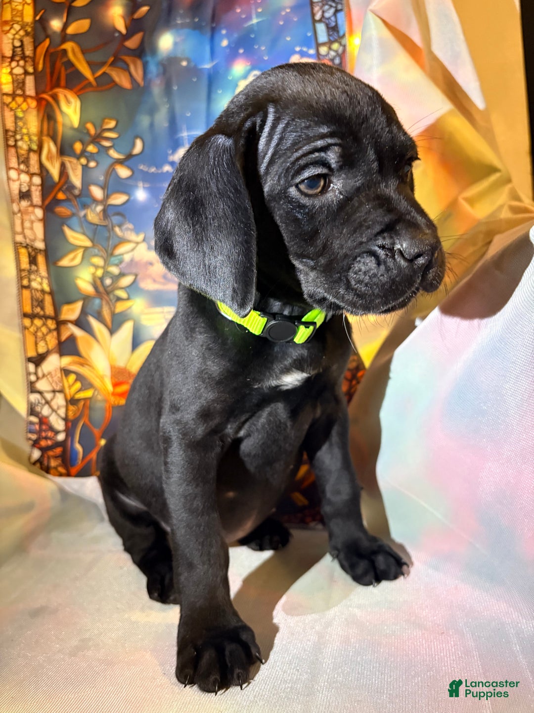 Mixed Breed dogs for sale: Yellow - Ad 1