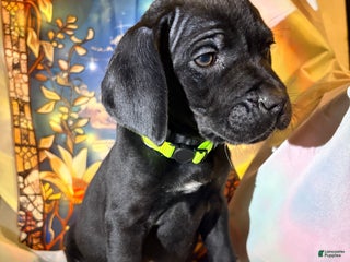 Mixed Breed dogs Yellow - Ad 42