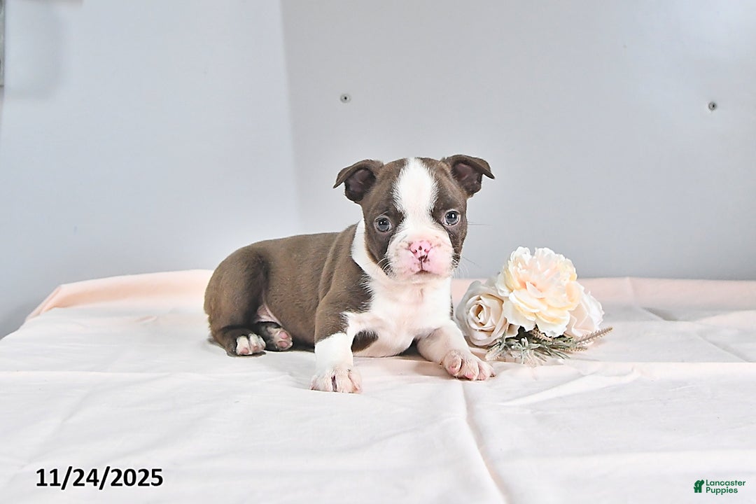 Gallery Image {{count}}