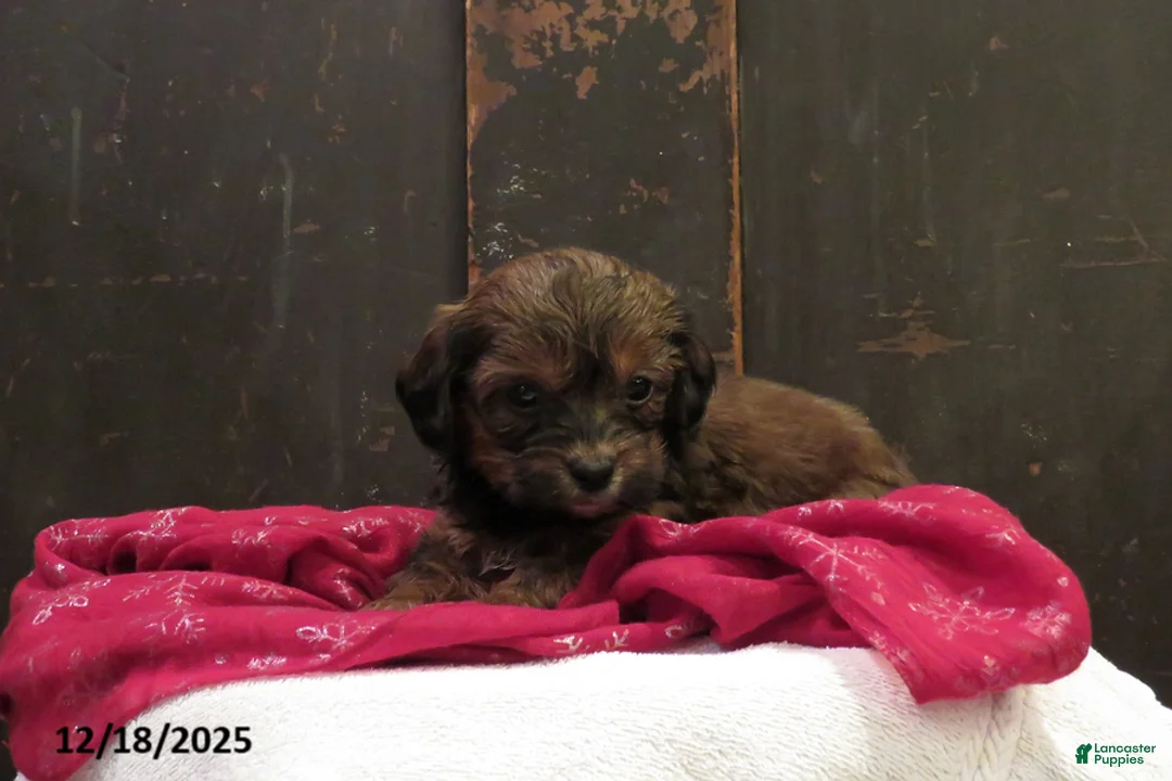 Shihpoo dogs for sale: Juniper - Ad 2