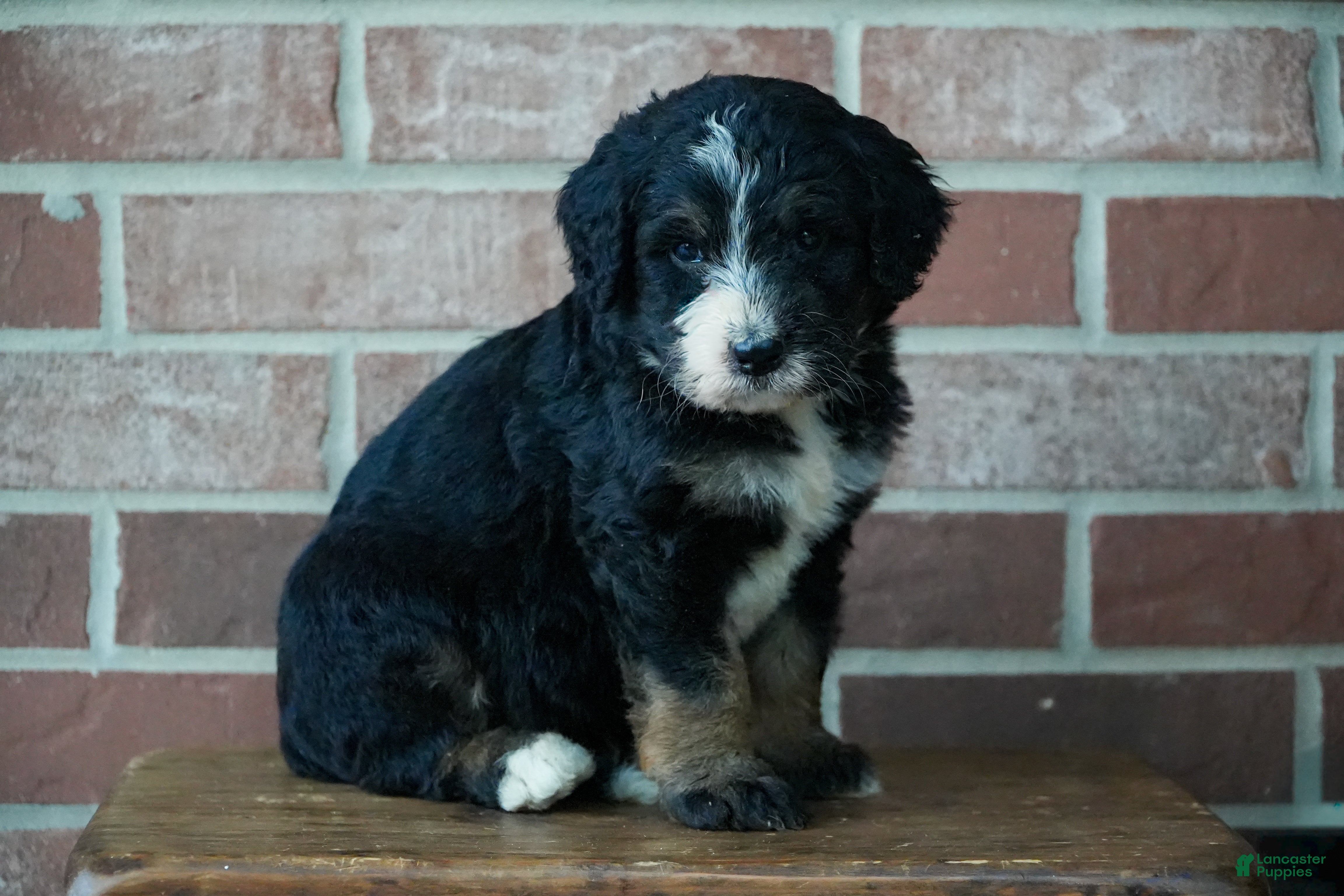 Bernedoodle dogs Rover - Ad 2