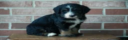 Bernedoodle dogs for sale: Rover - Ad 2