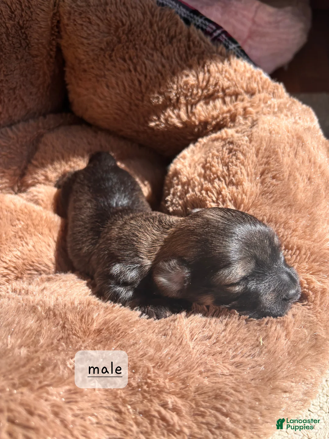 Havanese dogs for sale: Toto - Ad 2