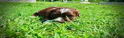 Havapoo dogs for sale: Tootsie - Ad 6