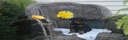 Rottweiler dogs for sale: Tinker - Ad 5