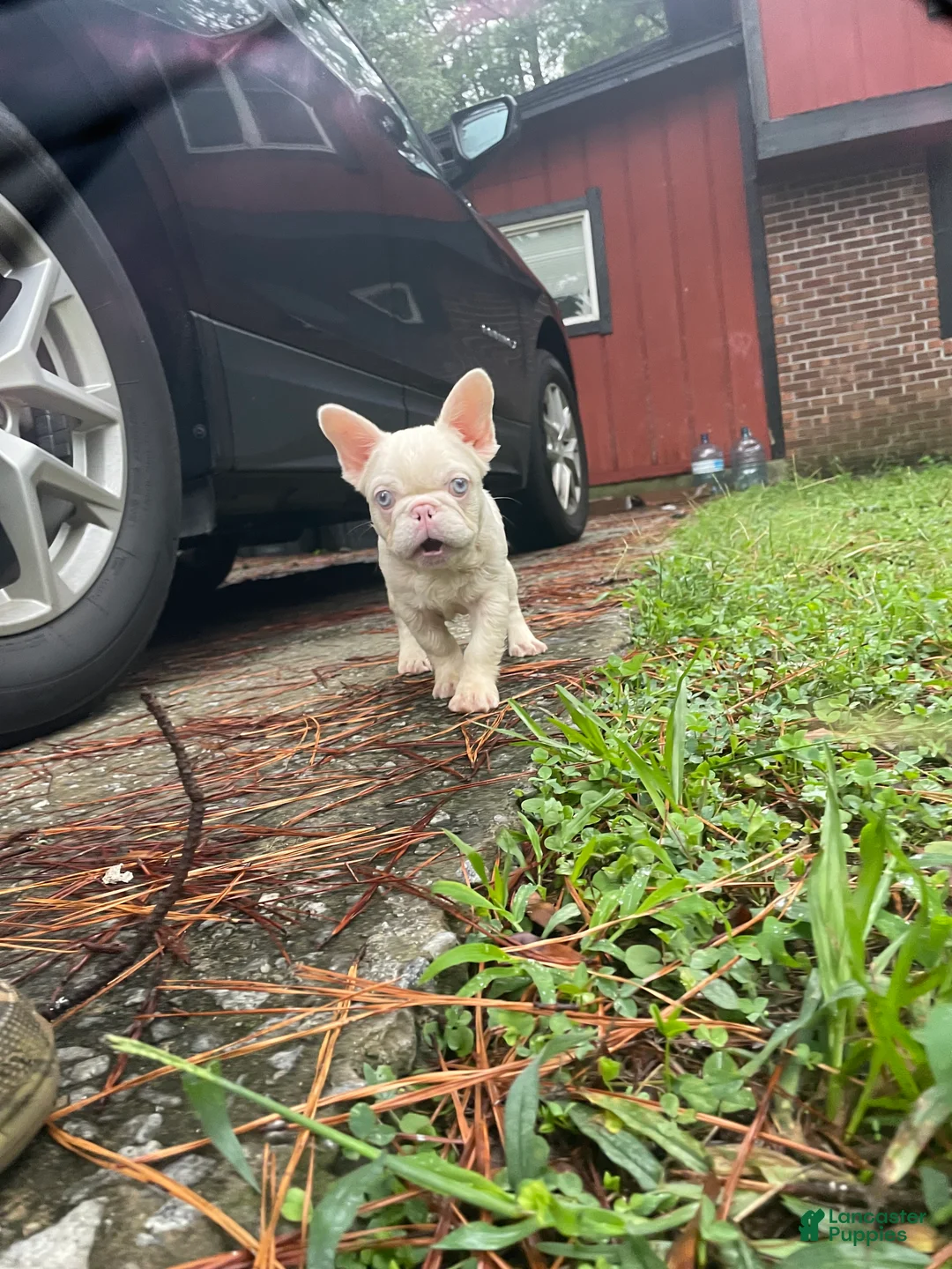 French Bulldog dogs for sale: Yang the Pink Micro - Ad 10