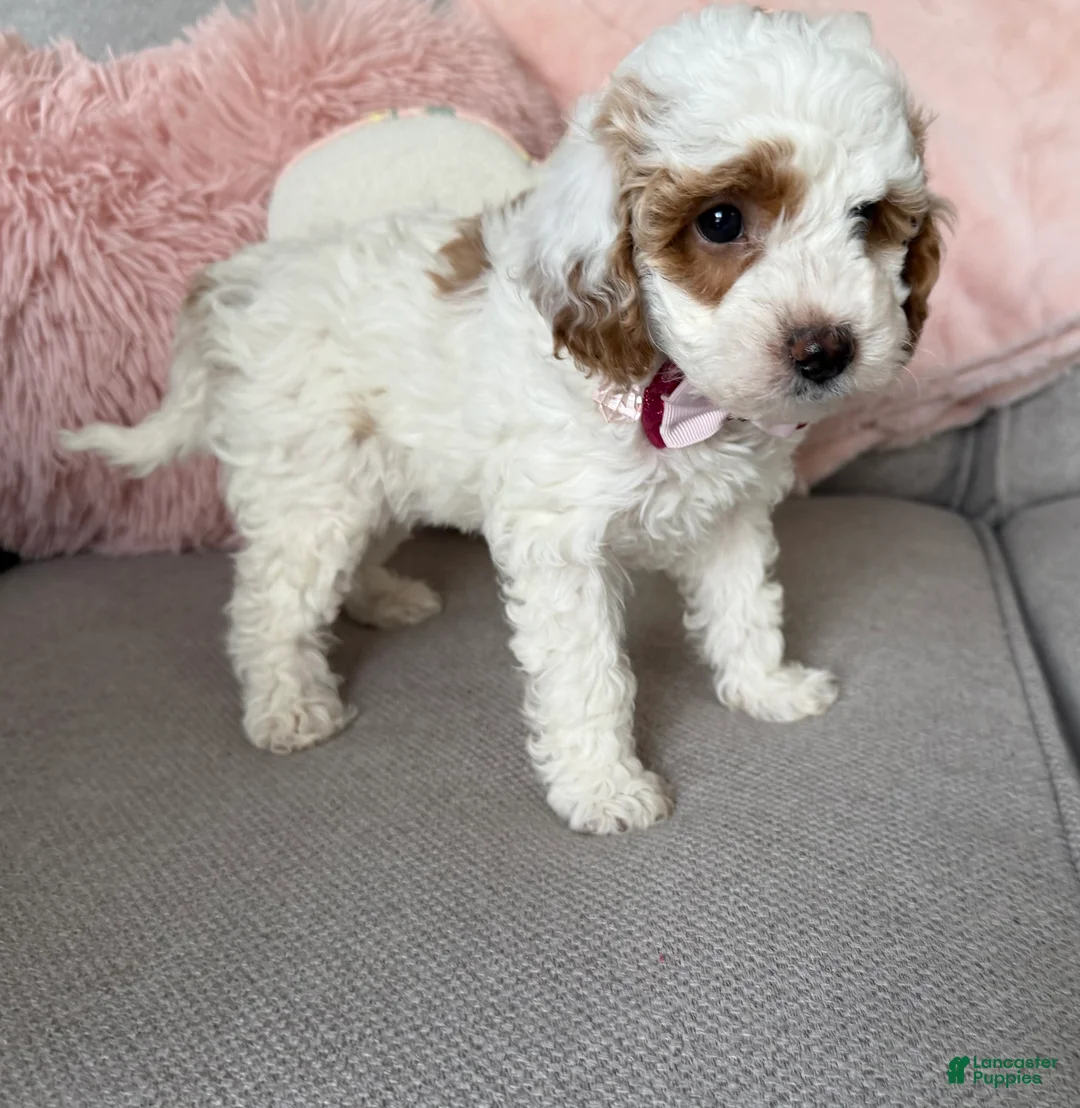 Mini Goldendoodle dogs for sale: Callie  - Ad 3