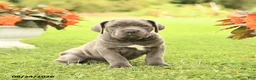 Cane Corso dogs for sale: Darcy - Ad 5