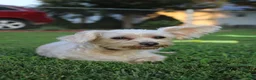 Yorkiepoo dogs for sale: Onyx - Ad 7