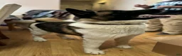 Akita dogs for sale: Akita Puppy 1 - Ad 8