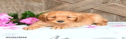 Mini Goldendoodle dogs for sale: Jasper - Ad 3