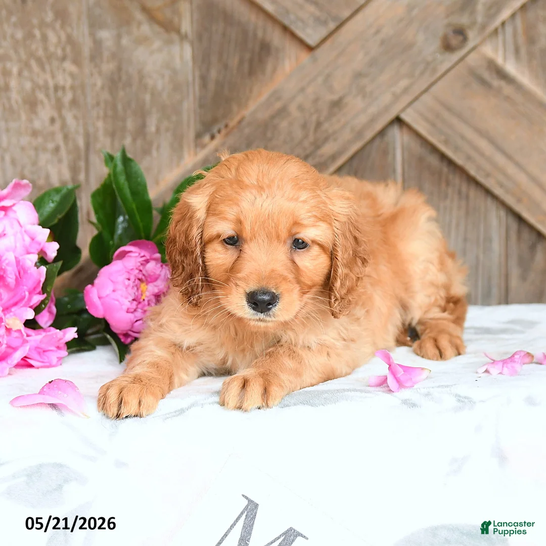 Mini Goldendoodle dogs for sale: Jasper - Ad 3