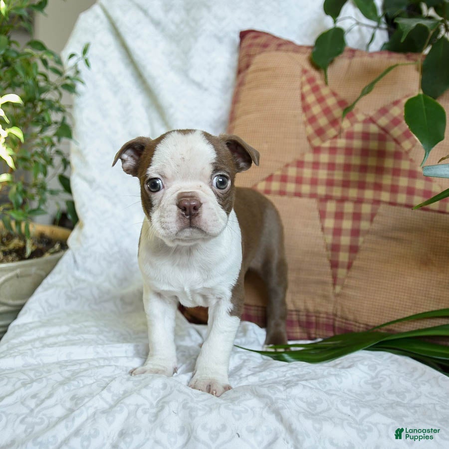 Boston Terrier dogs Hunter - Ad 3