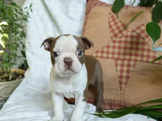 Boston Terrier dogs Hunter - Ad 3