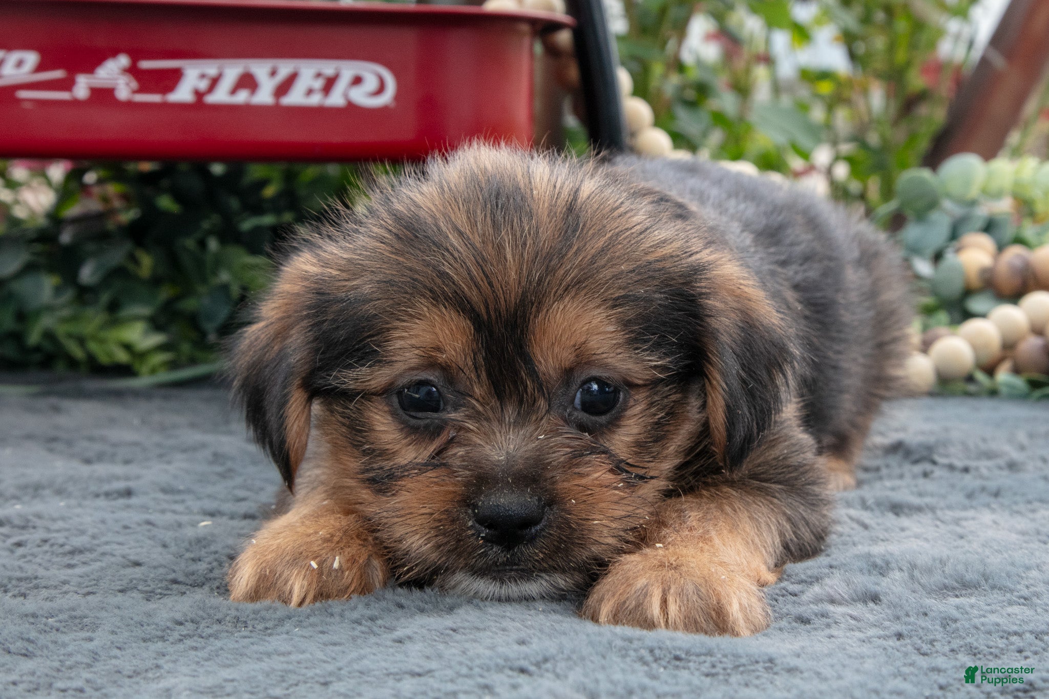 Morkie dogs Chucky - Ad 1