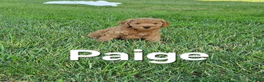 Mini Goldendoodle 3