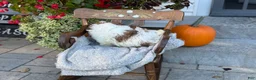Shih Tzu dogs for sale: Seely - Ad 5