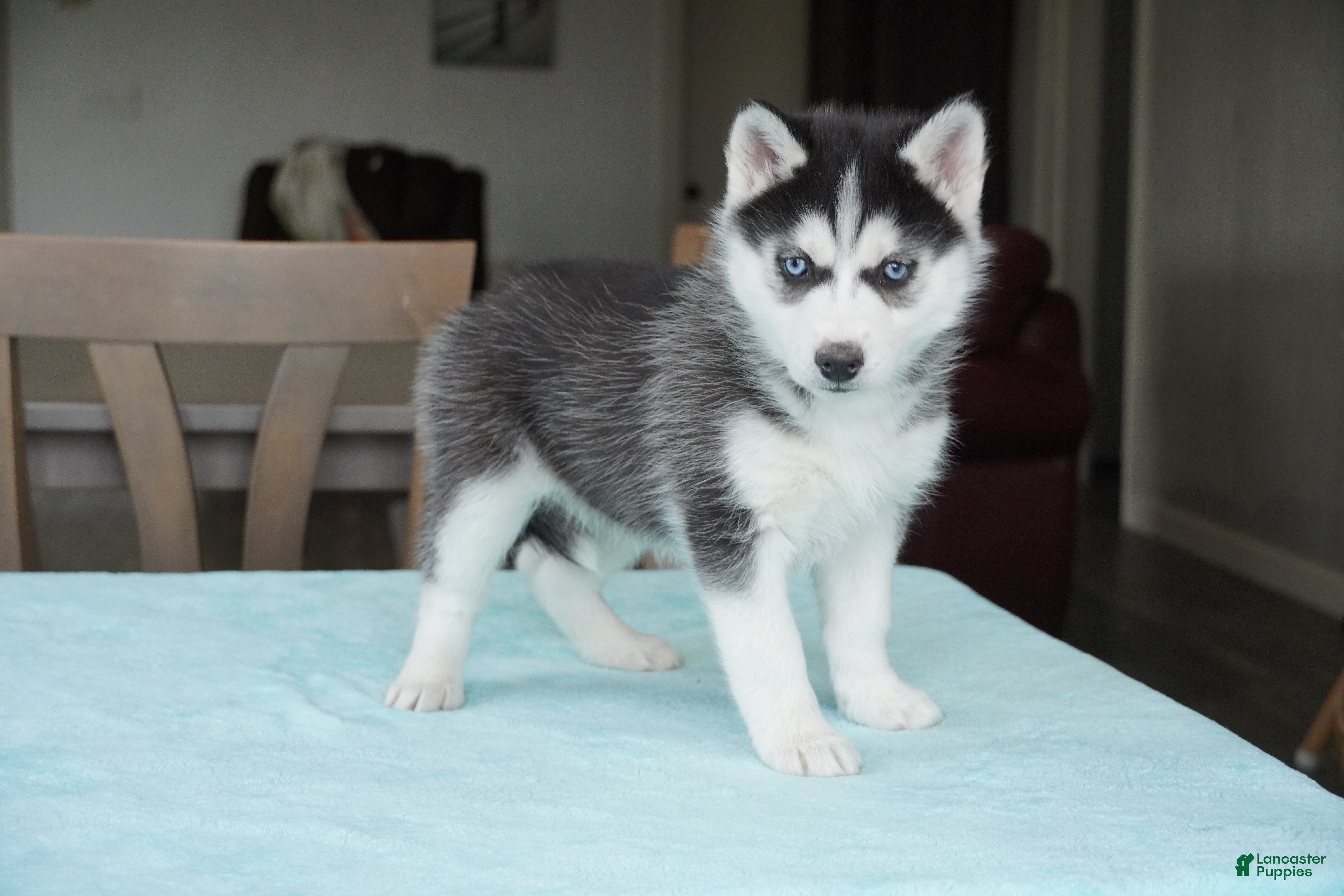 Siberian Husky dogs Roxy - Ad 2