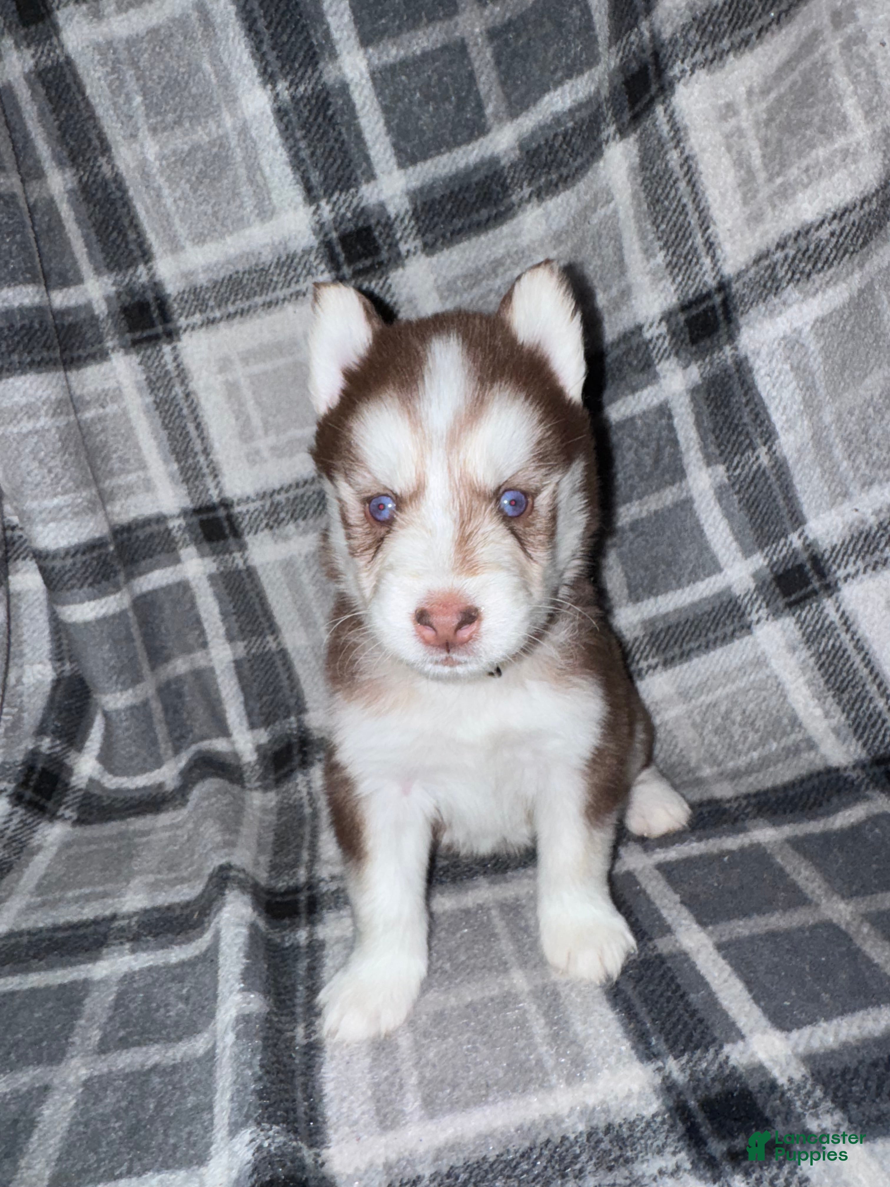 Siberian Husky dogs RED - Ad 17