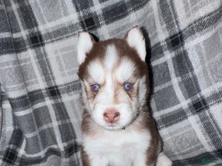 Siberian Husky dogs RED - Ad 14