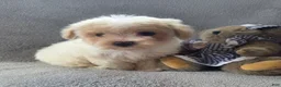 Maltipoo dogs for sale: Daisy  - Ad 4