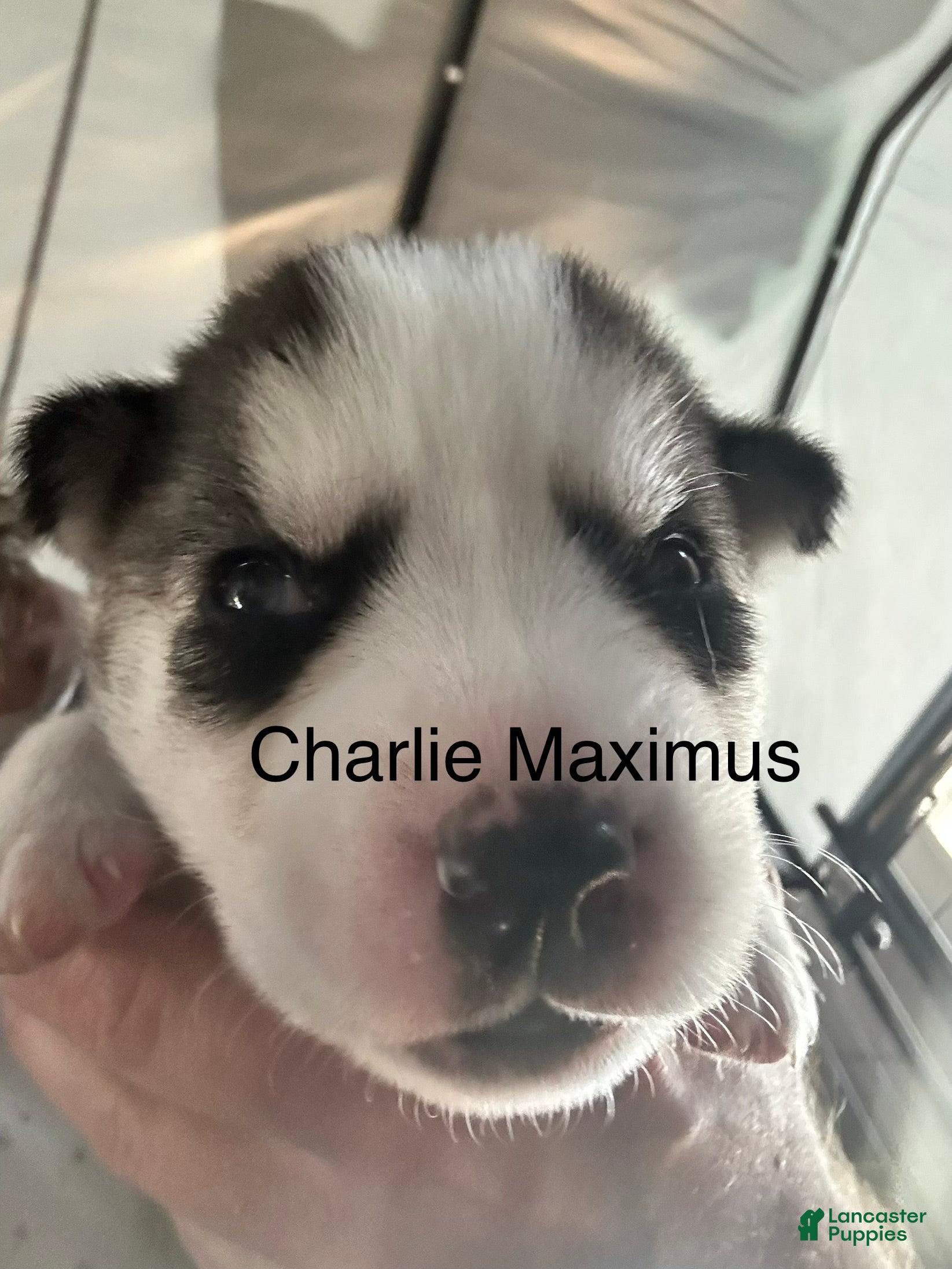 Siberian Husky dogs Charlie Maximus - Ad 1