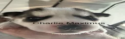 Siberian Husky dogs for sale: Charlie Maximus - Ad 1