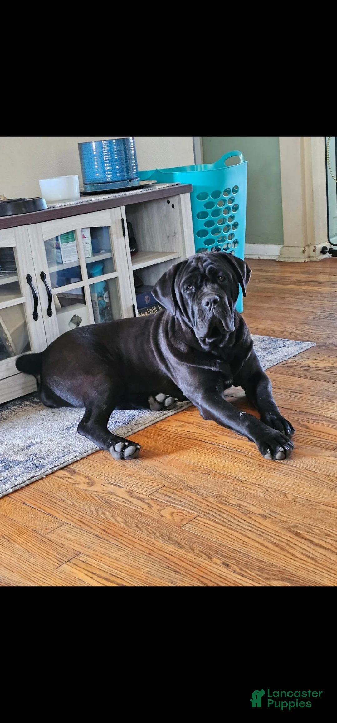 Cane Corso dogs for sale: Cane Corso 4 - Ad 2